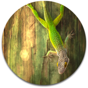 2010_chameleon_cr300